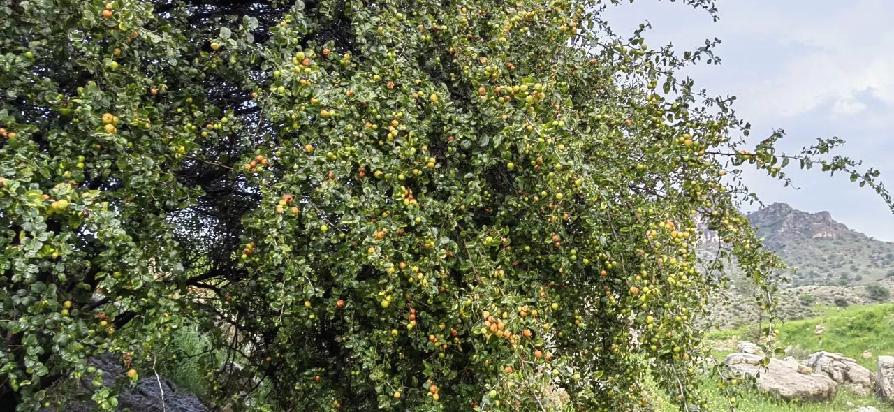 طبیعت چشم‌نواز روستای ده شیخ باشت