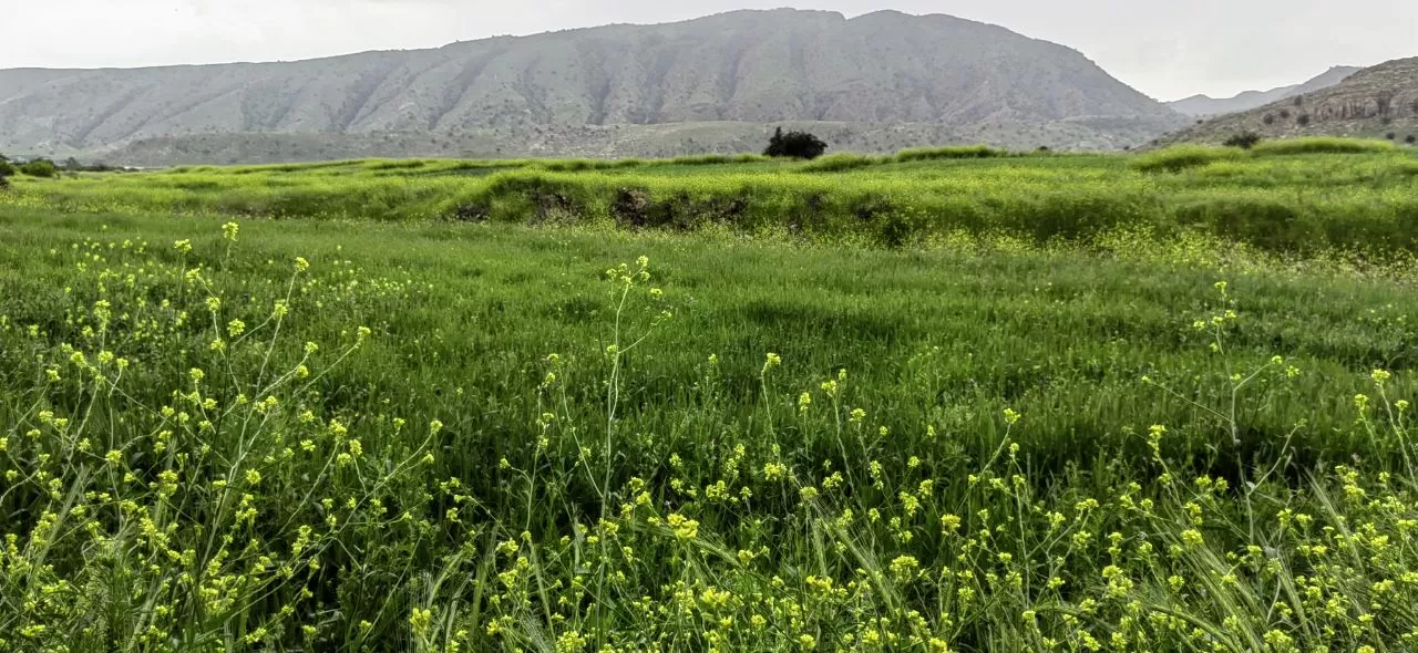 طبیعت چشم‌نواز روستای ده شیخ باشت