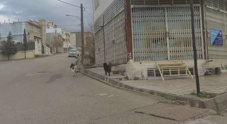 سگهای ولگرد همچنان جولان می‌دهند