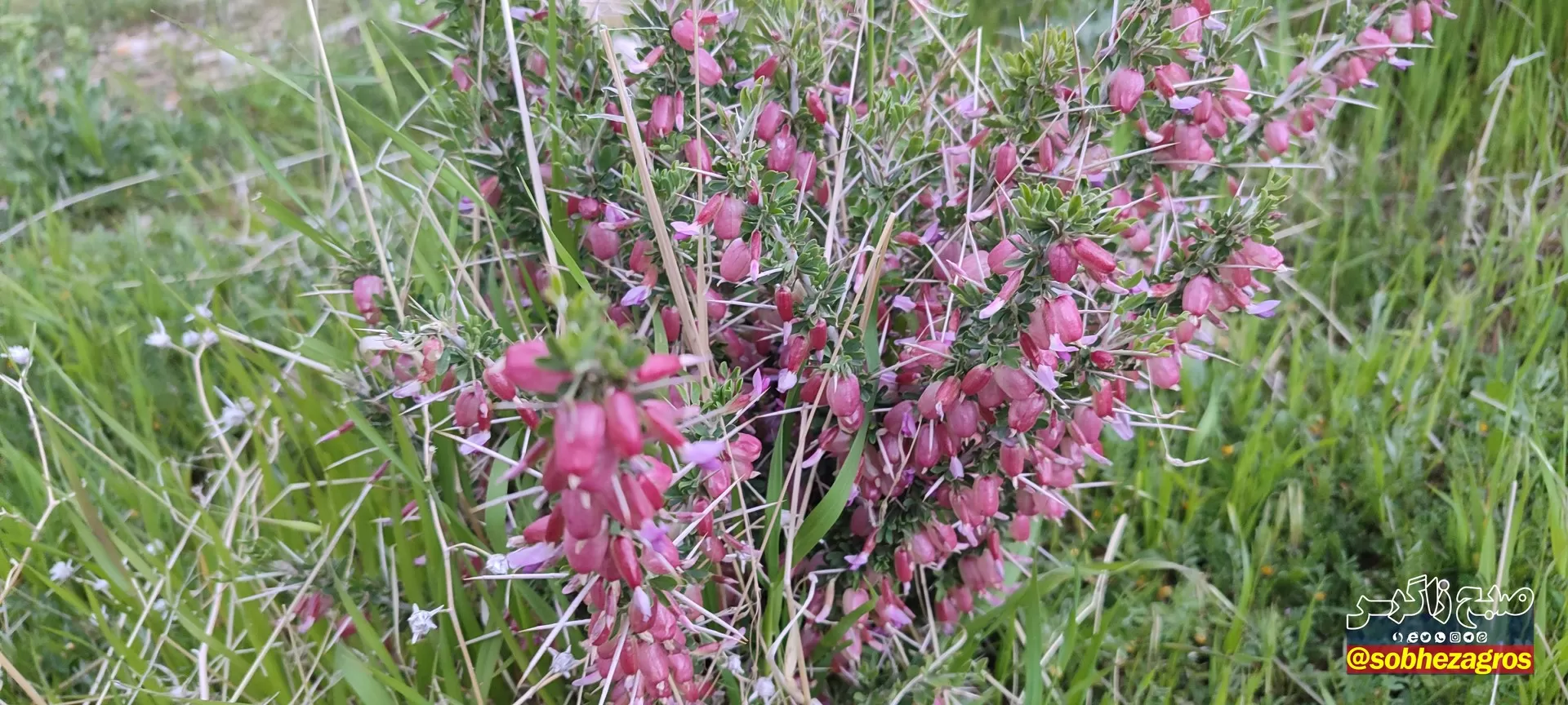 تنگ ماغر مکانی دیدنی برای مسافران نوروزی