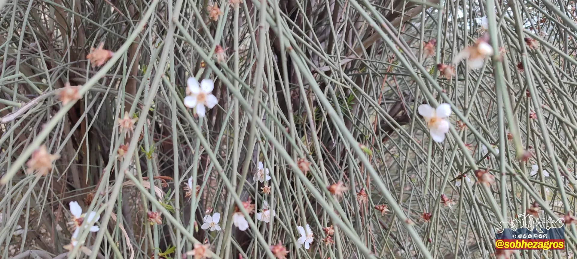 تنگ ماغر مکانی دیدنی برای مسافران نوروزی