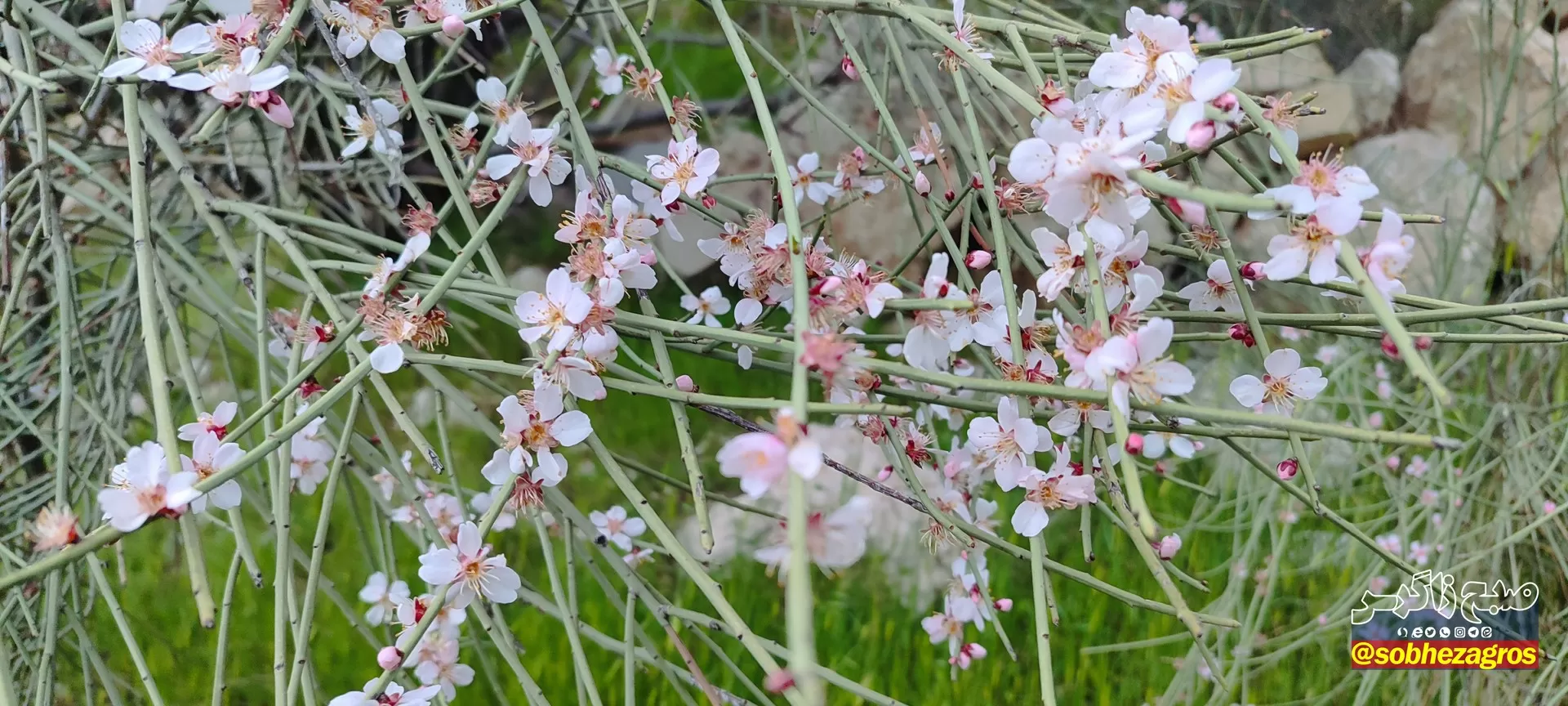 تنگ ماغر مکانی دیدنی برای مسافران نوروزی