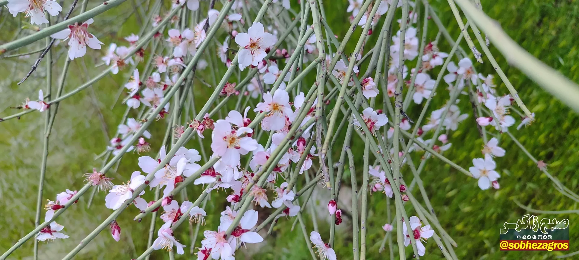 تنگ ماغر مکانی دیدنی برای مسافران نوروزی