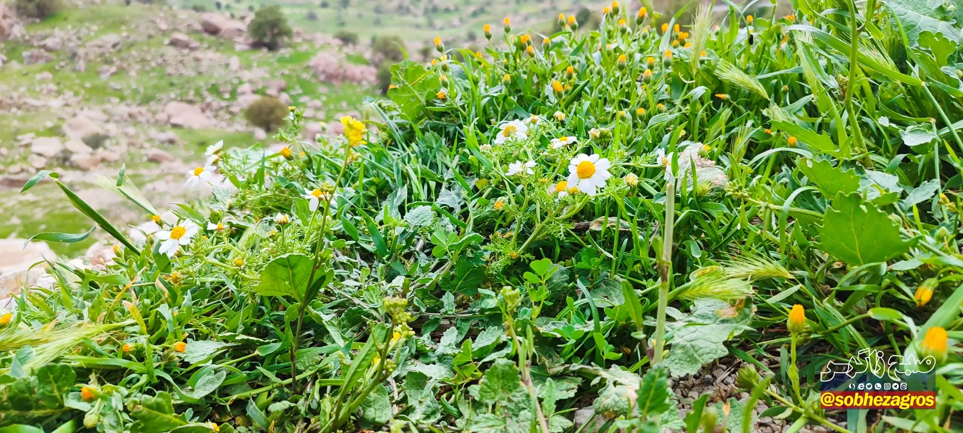 تنگ ماغر مکانی دیدنی برای مسافران نوروزی