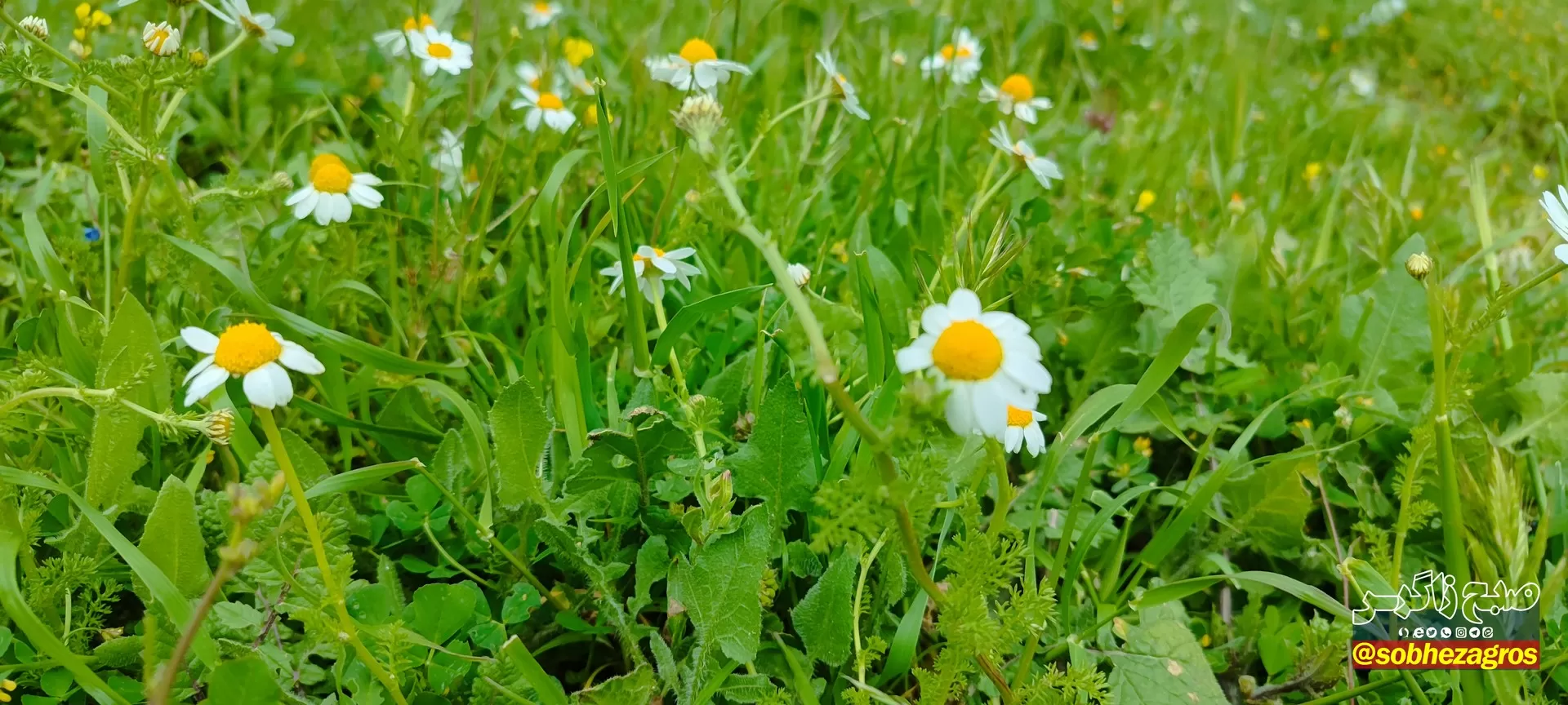 تنگ ماغر مکانی دیدنی برای مسافران نوروزی