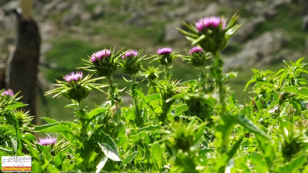 معجزه گیاه «مارتیغال» برای درمان کبد چرب+ تصاویر