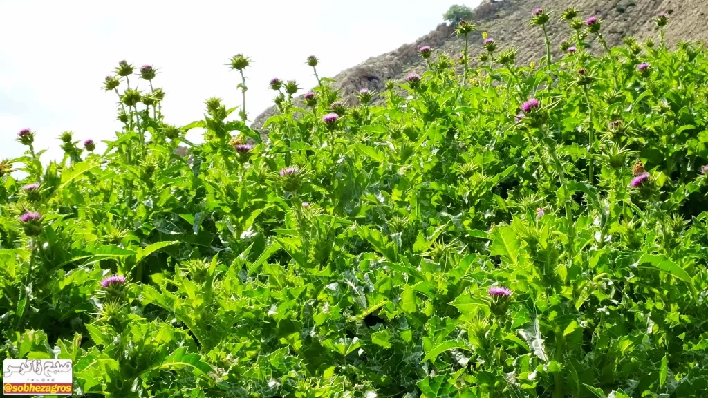 معجزه گیاه «مارتیغال» برای درمان کبد چرب+ تصاویر