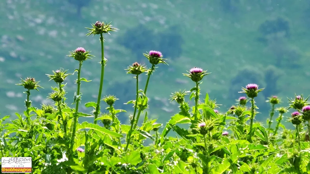 معجزه گیاه «مارتیغال» برای درمان کبد چرب+ تصاویر