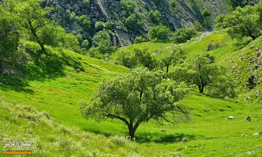 سفری رؤیایی به «نارک» در گچساران+ تصاویر