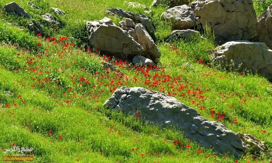 سفری رؤیایی به «نارک» در گچساران+ تصاویر