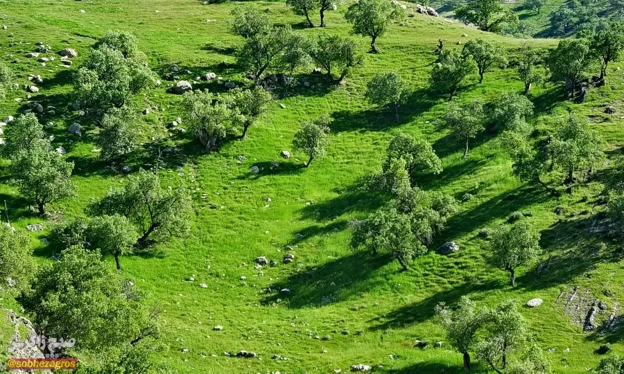 سفری رؤیایی به «نارک» در گچساران+ تصاویر