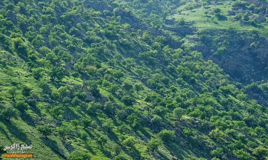 سفری رؤیایی به «نارک» در گچساران+ تصاویر