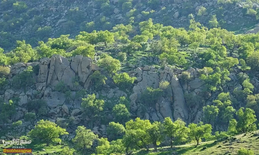 سفری رؤیایی به «نارک» در گچساران+ تصاویر