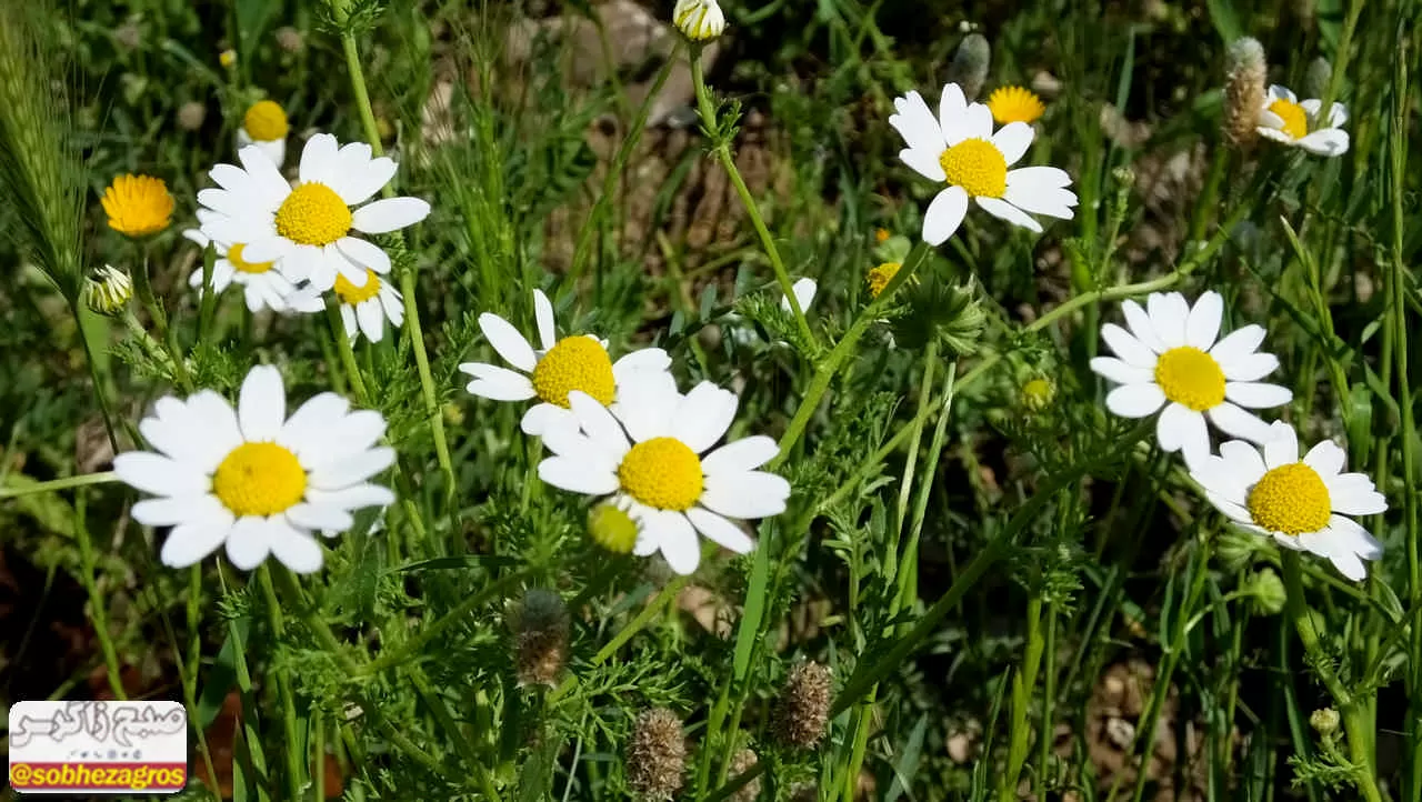 بابونه؛ گیاهی که بر‌ هر دردی دواست+ تصاویر