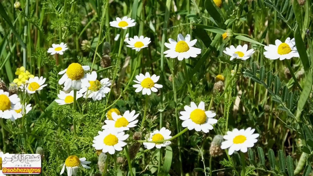 بابونه؛ گیاهی که بر‌ هر دردی دواست+ تصاویر