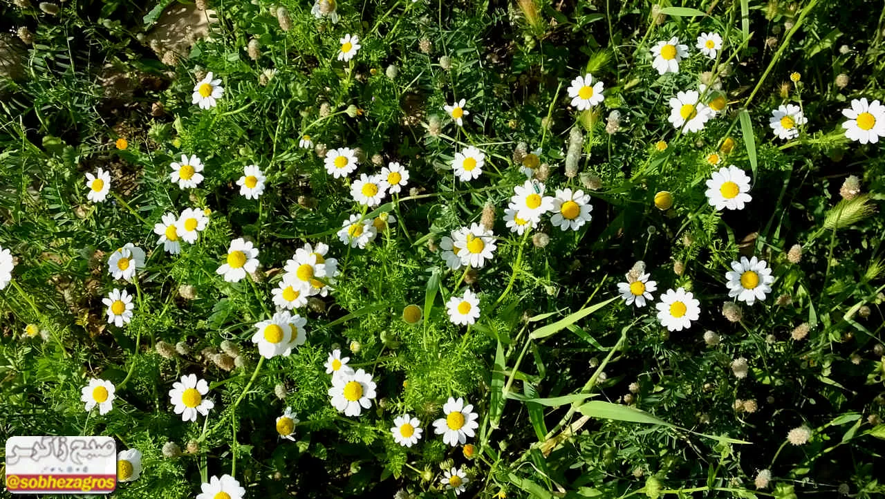 بابونه؛ گیاهی که بر‌ هر دردی دواست+ تصاویر