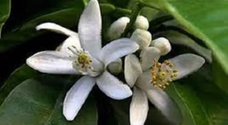 خواص دارویی دمنوش بهارنارنج