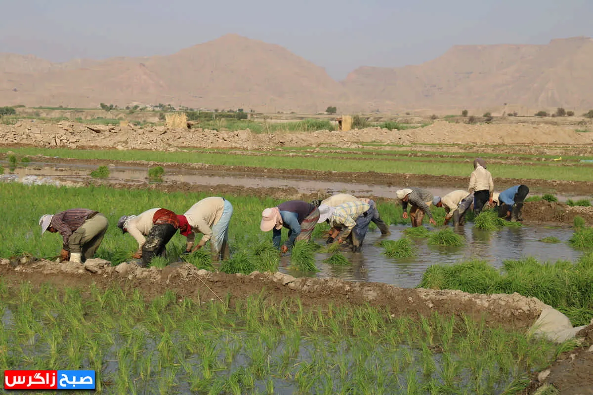 نشاء برنج در شالیزارهای گچساران+ فیلم