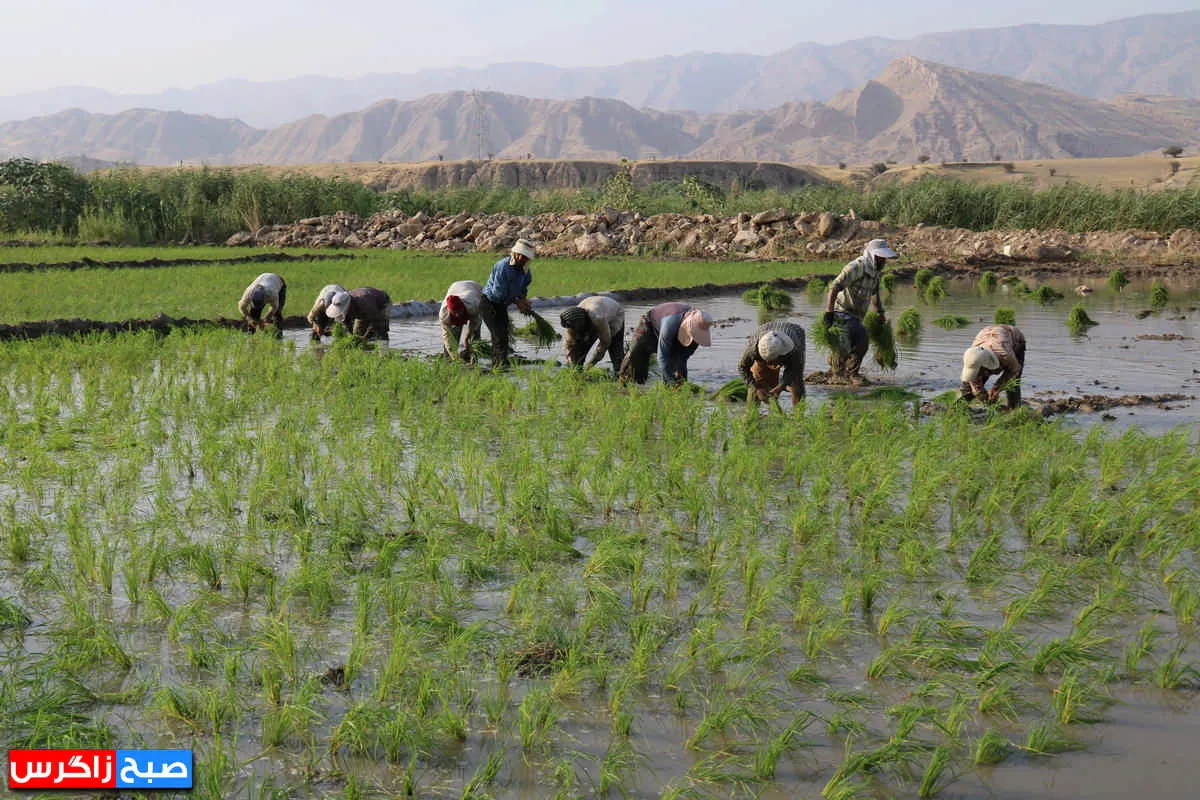 نشاء برنج در شالیزارهای گچساران+ فیلم