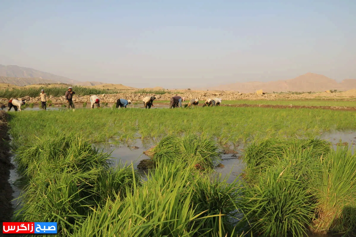 نشاء برنج در شالیزارهای گچساران+ فیلم