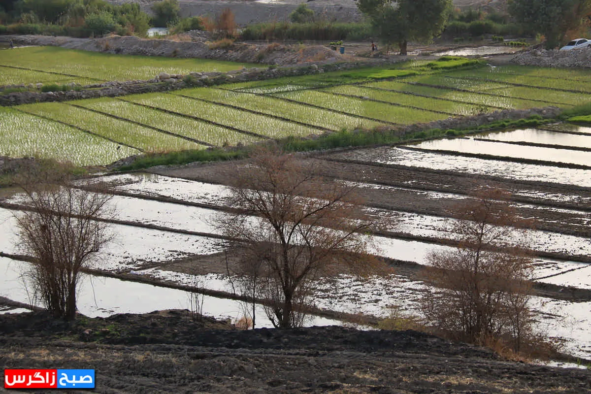 نشاء برنج در شالیزارهای گچساران+ فیلم