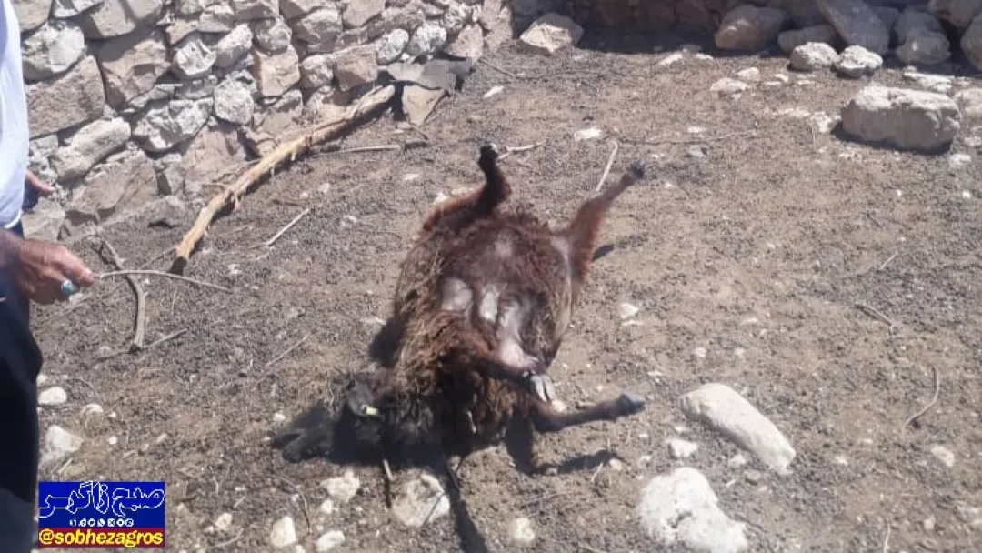 حمله گرگ گرسنه به گوسفندان در بهمئی