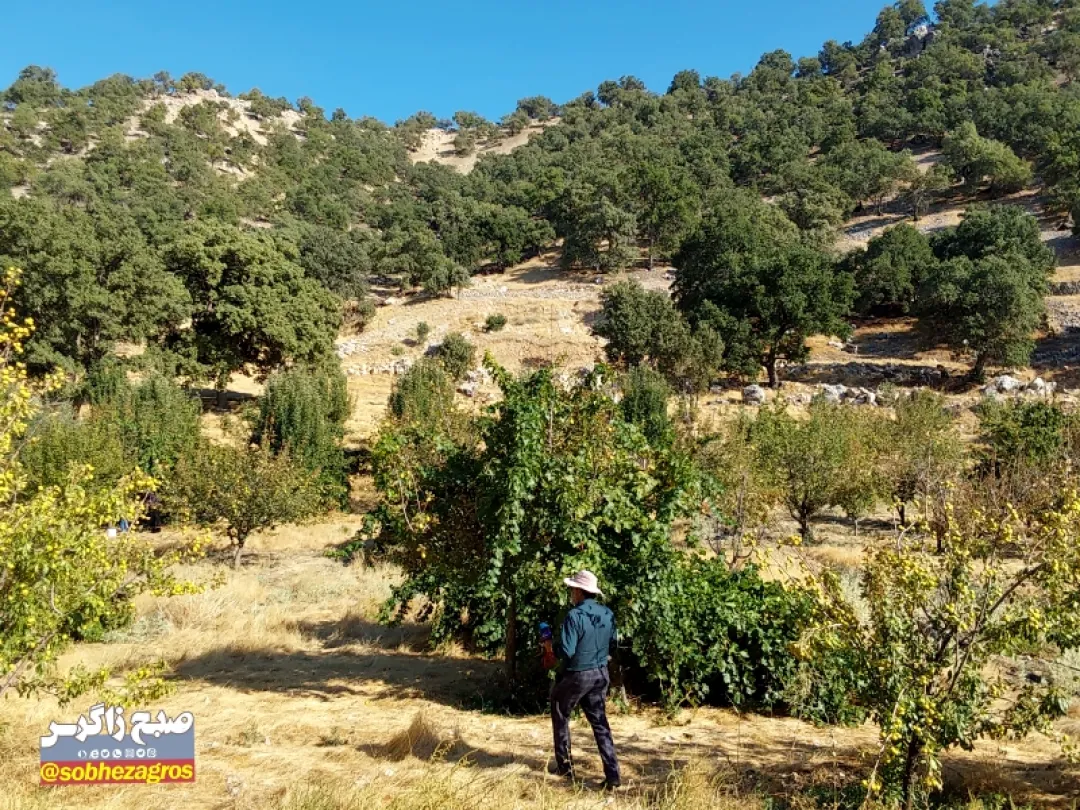 احداث باغ ۱۲ هکتاری با آب باران درلنده