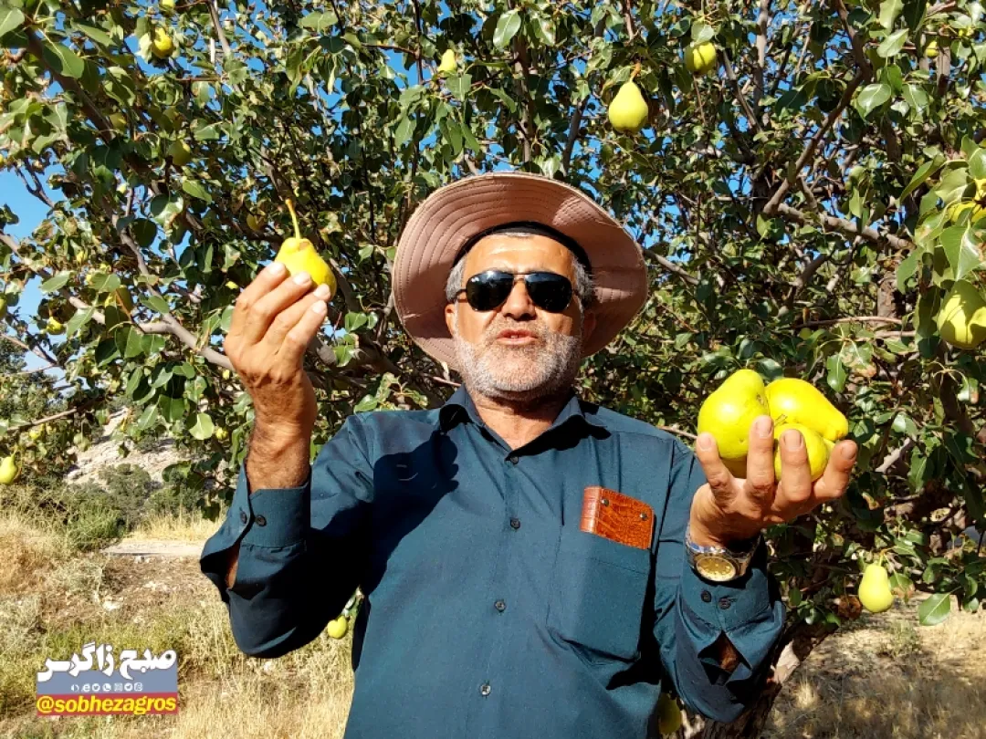 احداث باغ ۱۲ هکتاری با آب باران درلنده