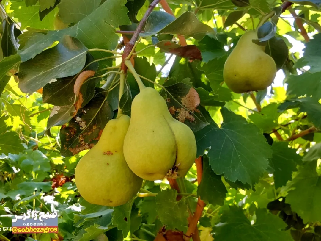 احداث باغ ۱۲ هکتاری با آب باران درلنده