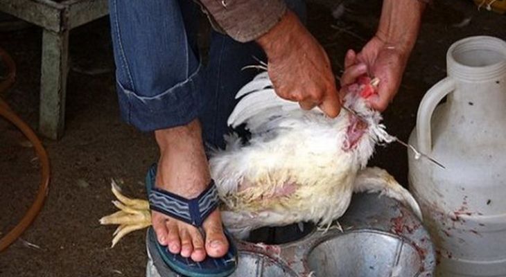 جریمه ۶۳۰ میلیون‌ریالی فروشندگان غیرمجاز در بهمئی