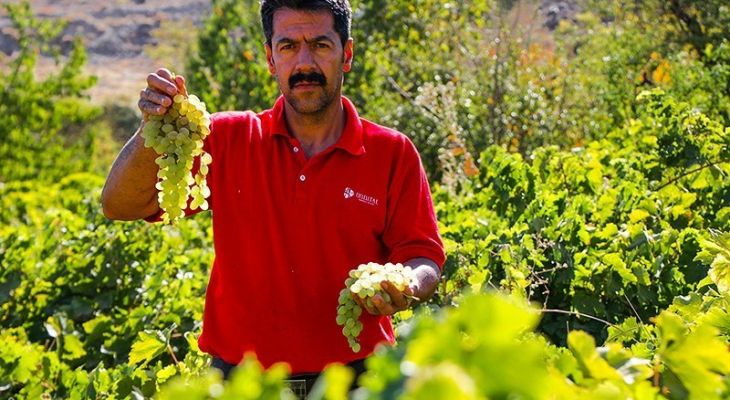 برداشت انگور در روستای هزاوه استان مرکزی