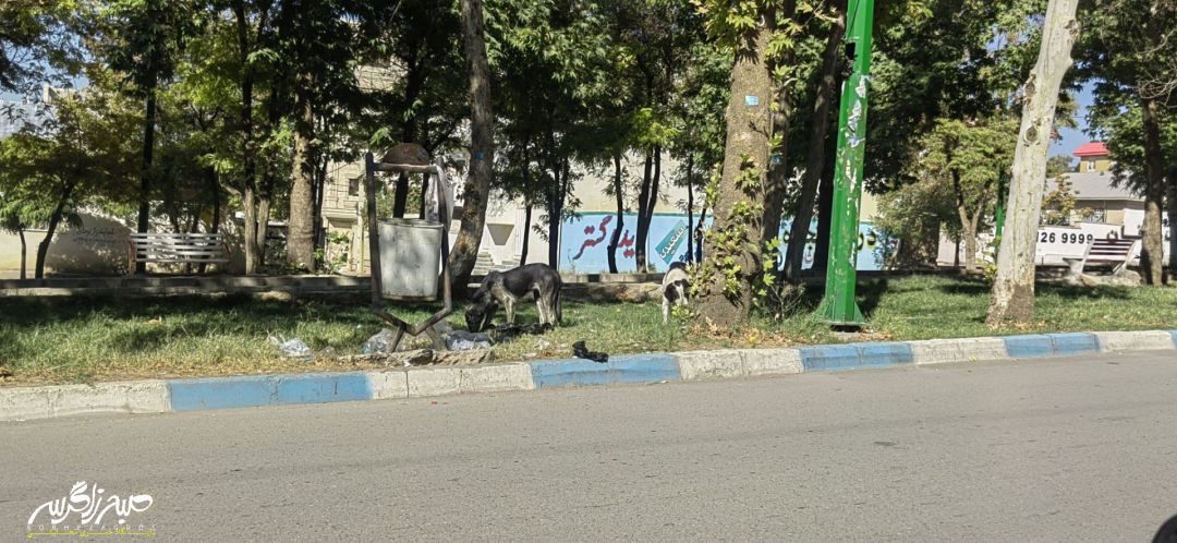 وعدهها روی زمین، سگها در خیابان+ تصاویر