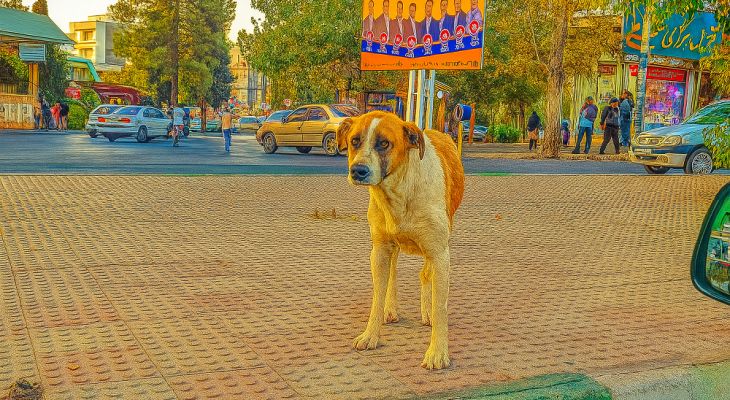 وعدهها روی زمین، سگها در خیابان+ تصاویر