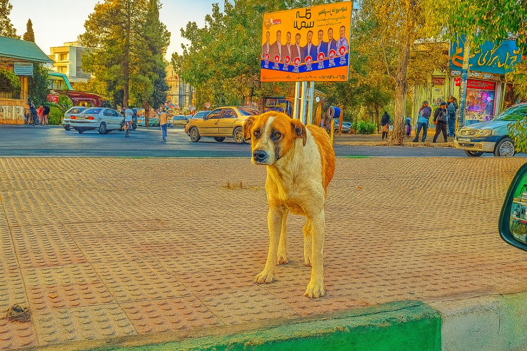 وعدهها روی زمین، سگها در خیابان+ تصاویر