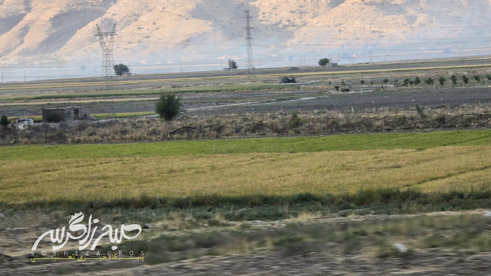 آغاز برداشت برنج در باشت