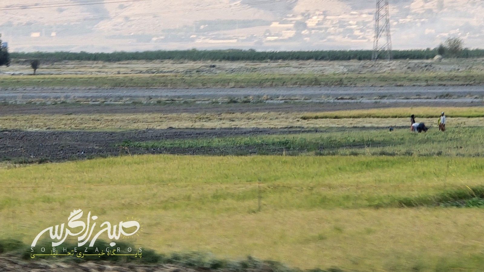 آغاز برداشت برنج در باشت