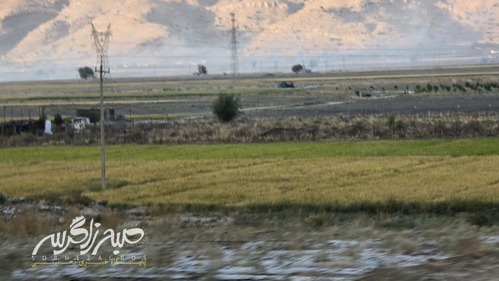 آغاز برداشت برنج در باشت