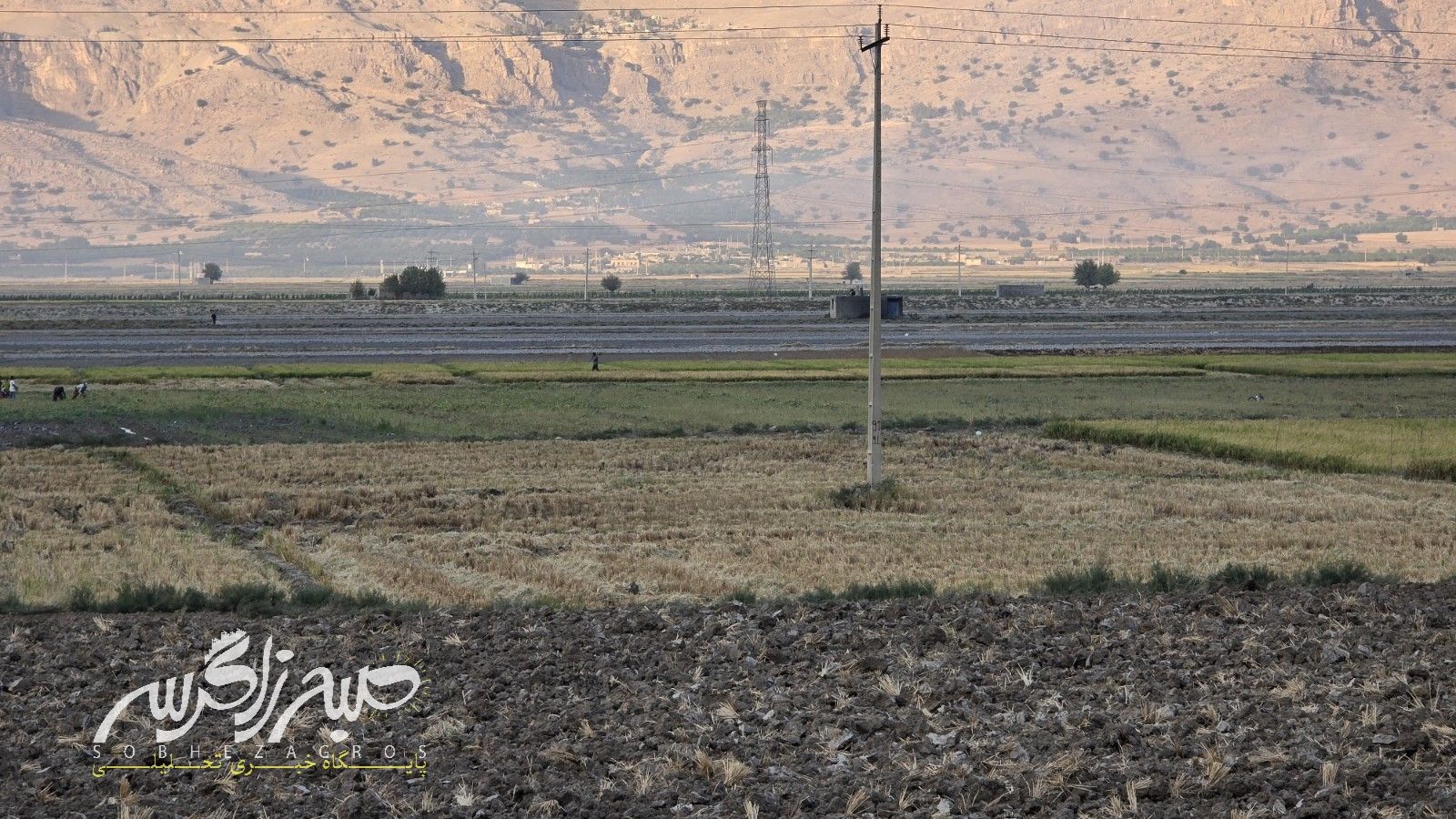 آغاز برداشت برنج در باشت