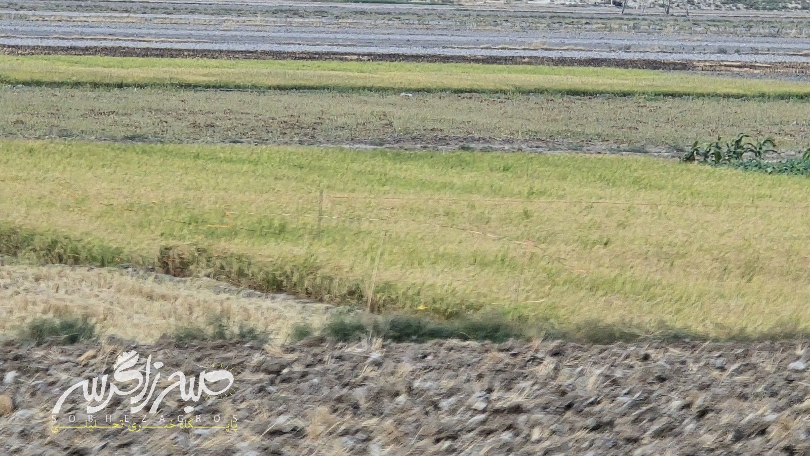 آغاز برداشت برنج در باشت