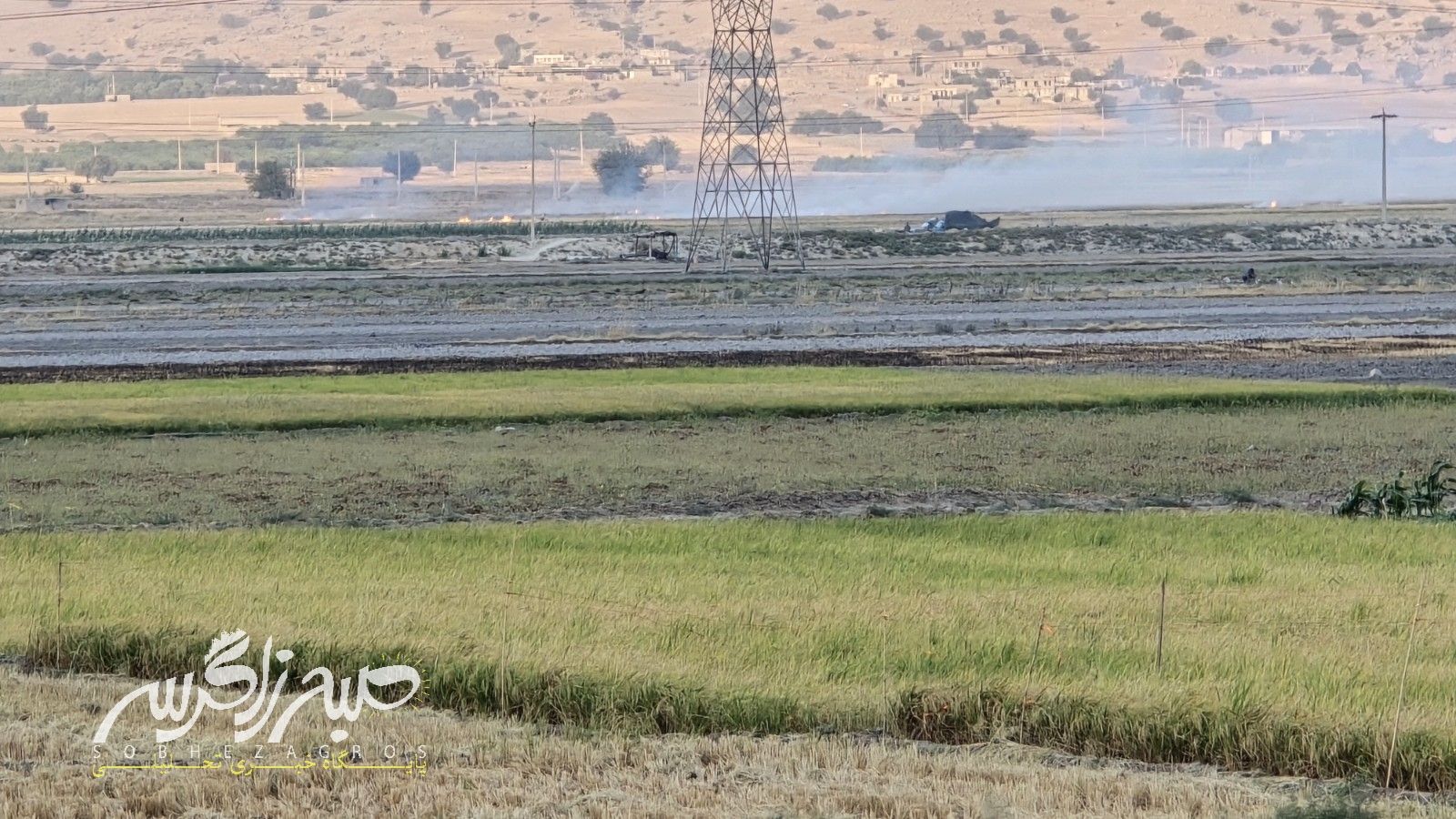 آغاز برداشت برنج در باشت