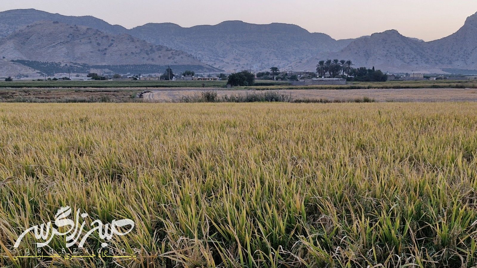 آغاز برداشت برنج در باشت
