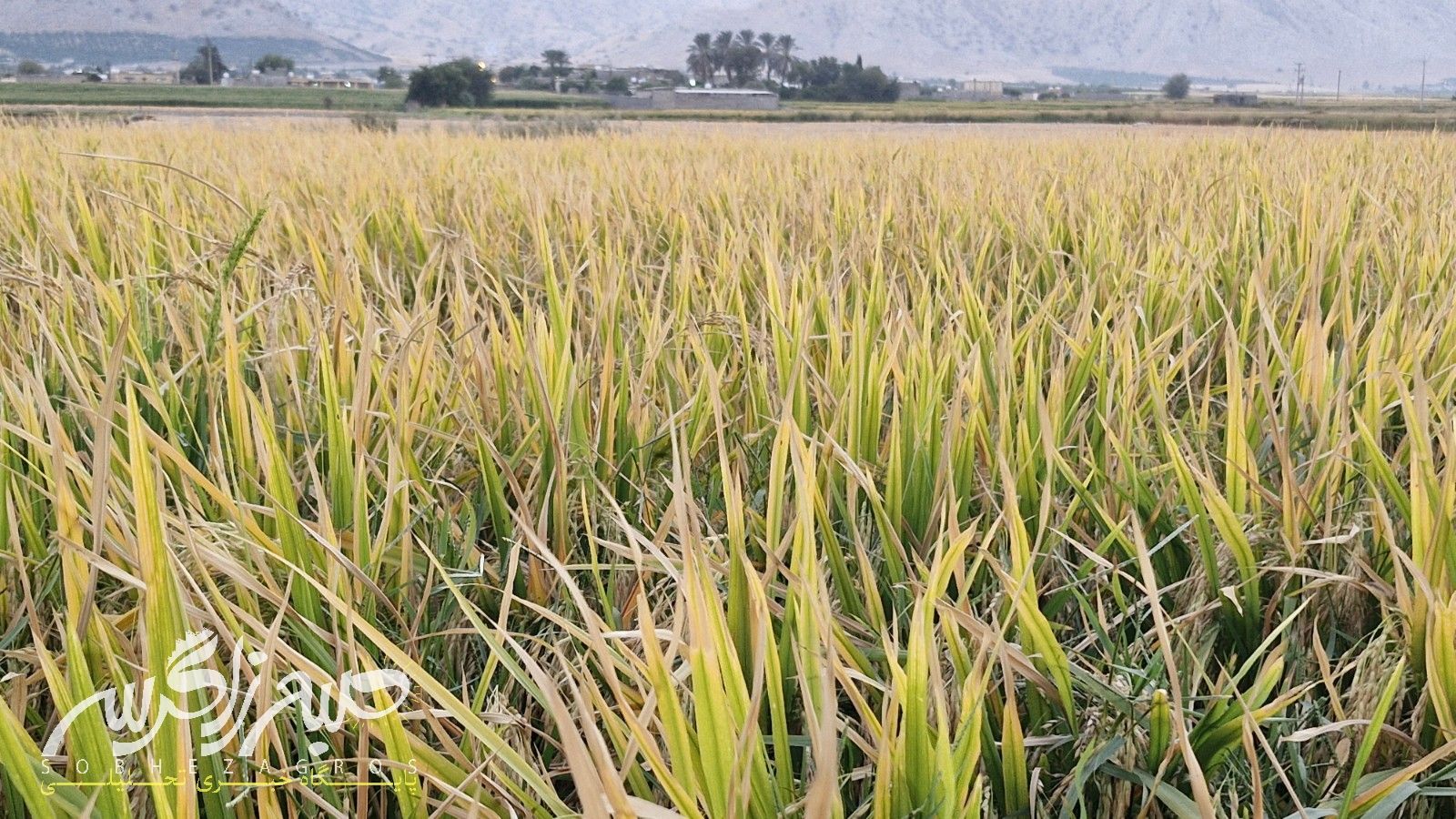 آغاز برداشت برنج در باشت