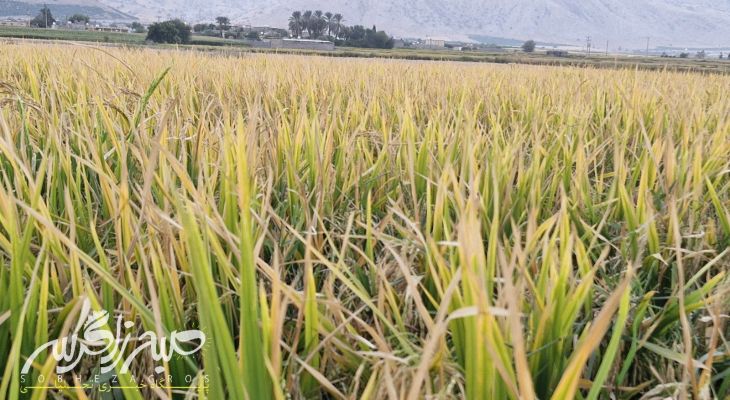 آغاز برداشت برنج در باشت