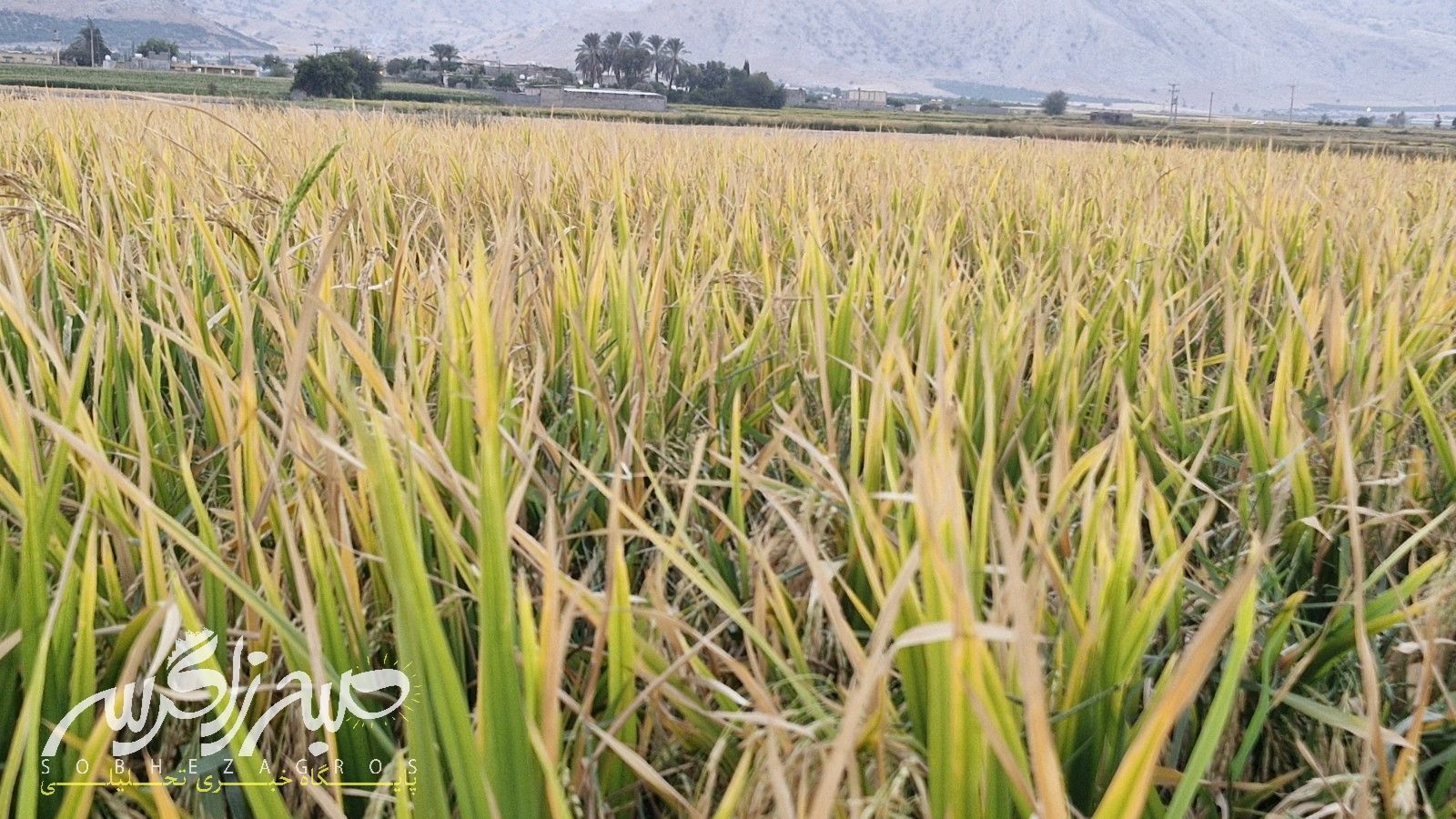 آغاز برداشت برنج در باشت