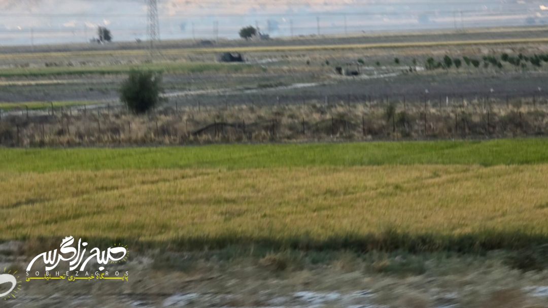 آغاز برداشت برنج در باشت