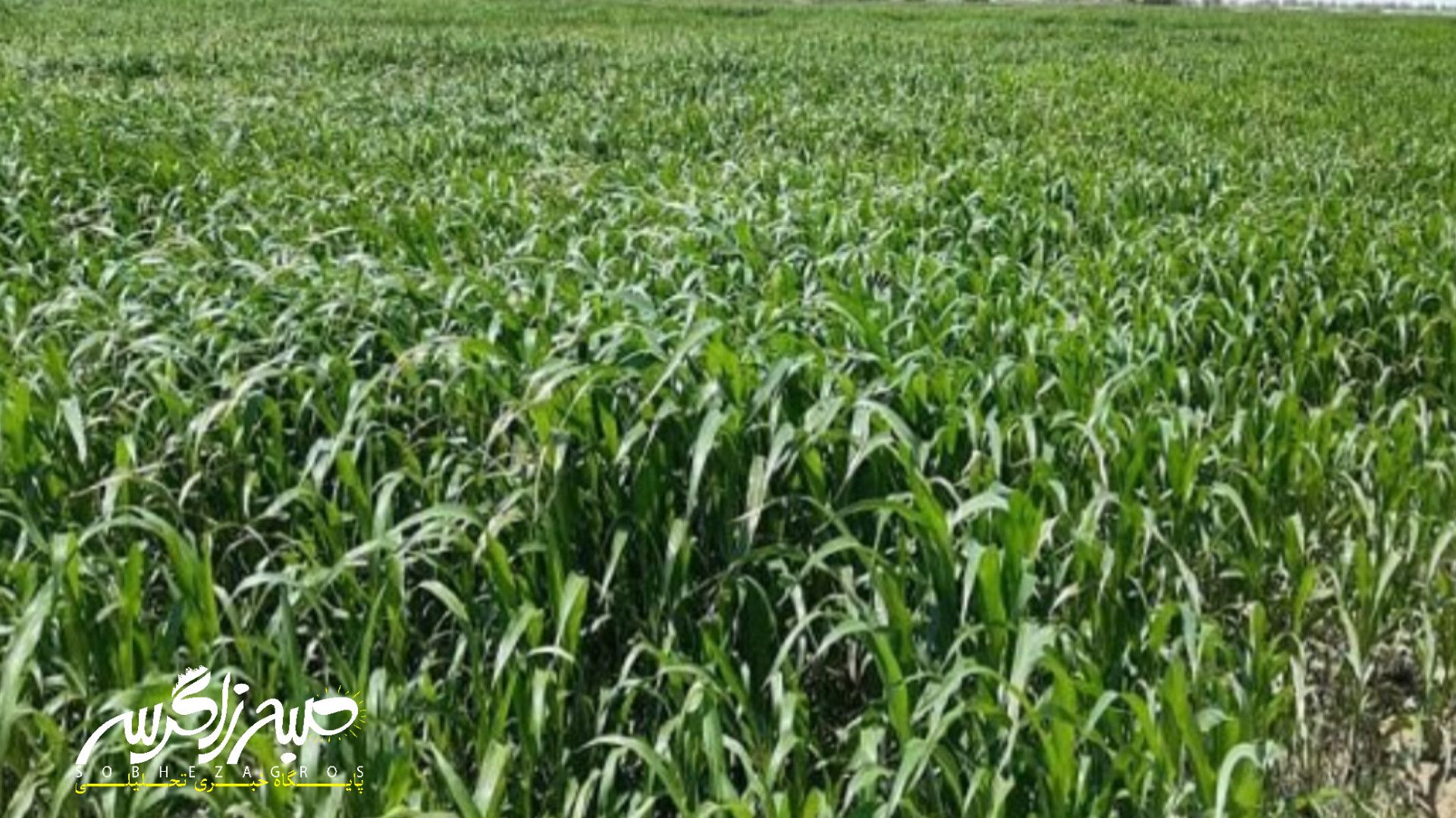 آغاز برداشت ذرت علوفهای در باشت