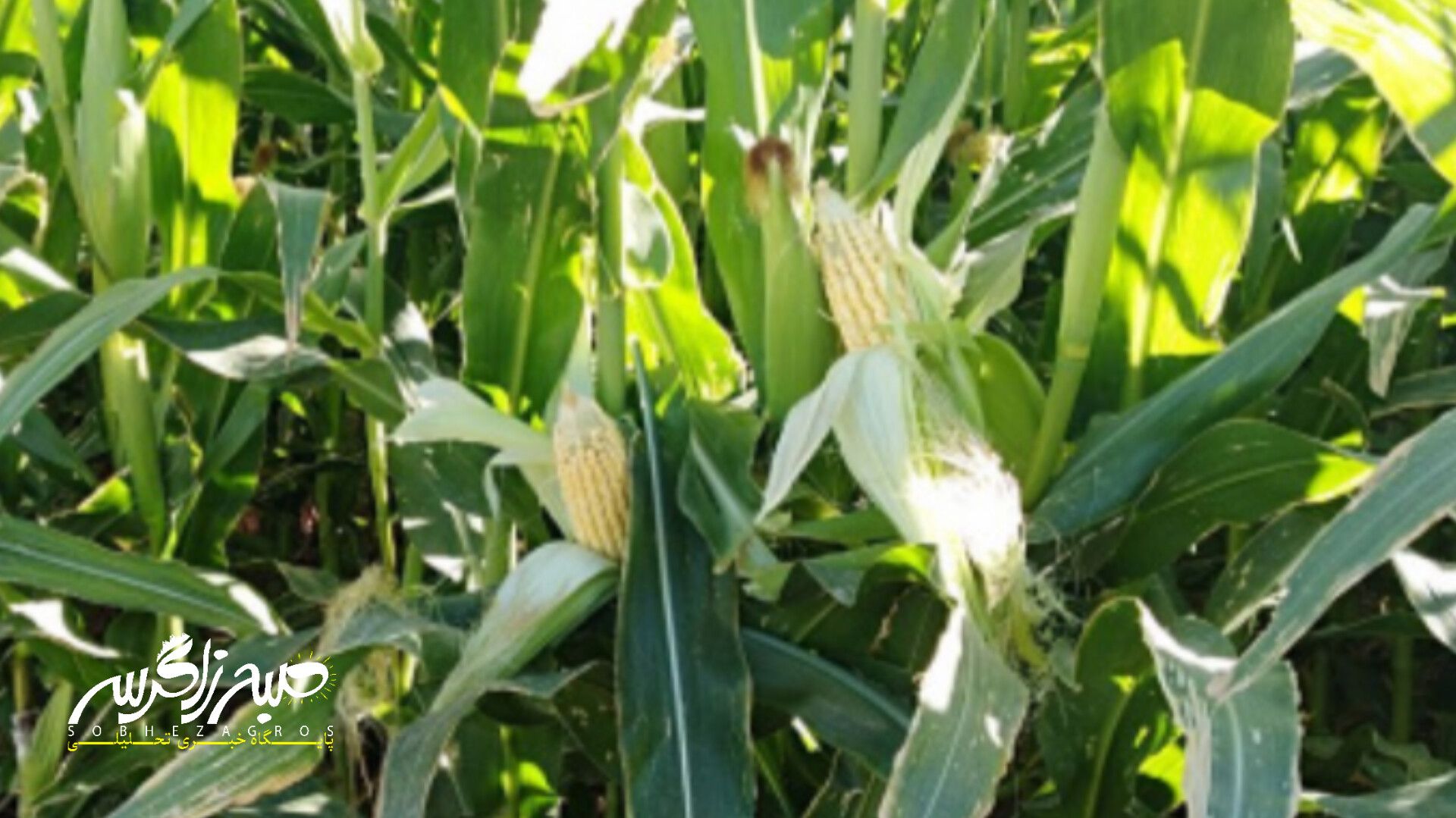 آغاز برداشت ذرت علوفهای در باشت