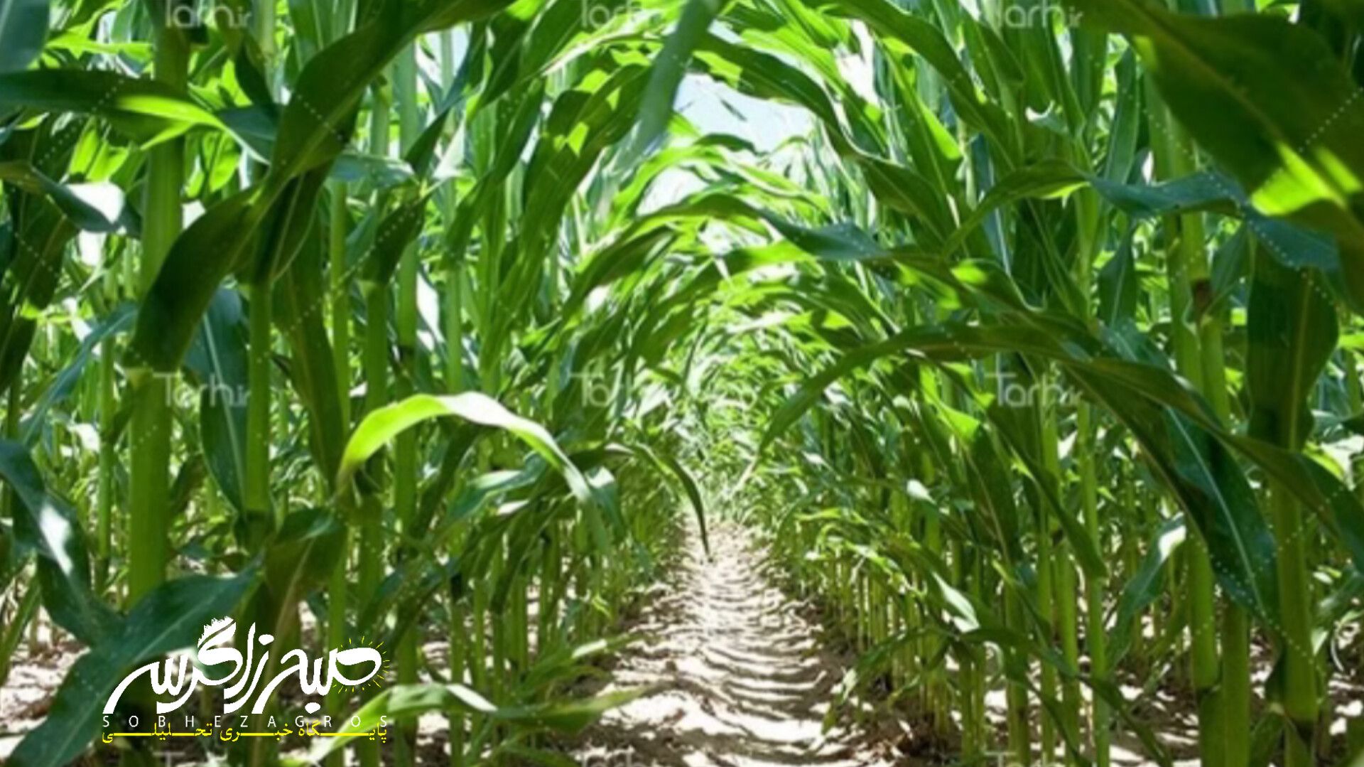 آغاز برداشت ذرت علوفهای در باشت