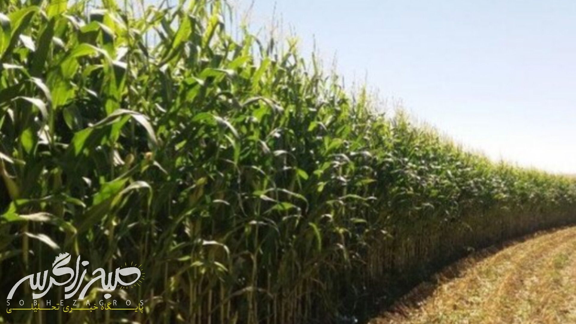 آغاز برداشت ذرت علوفهای در باشت