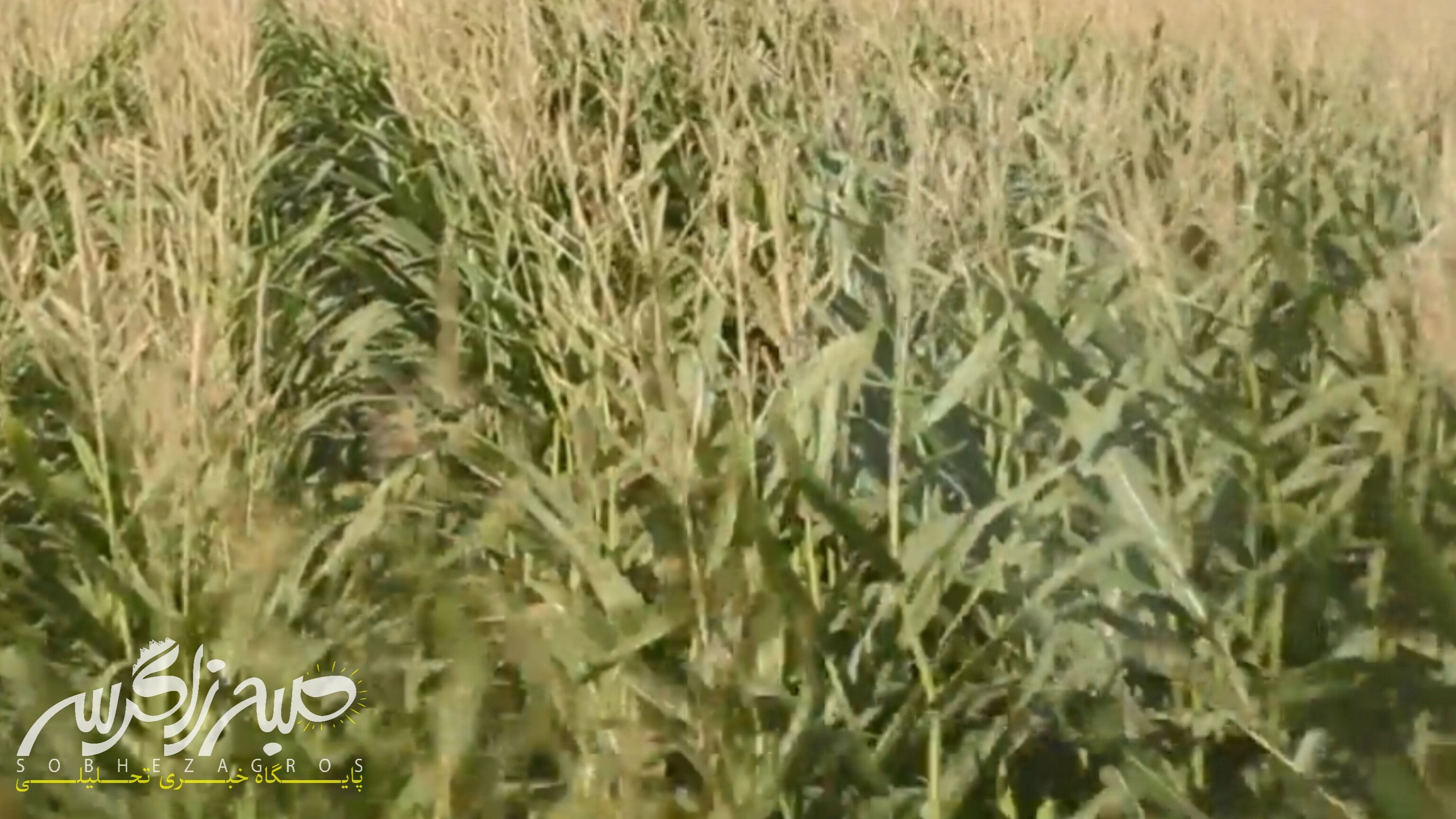 آغاز برداشت ذرت علوفهای در باشت